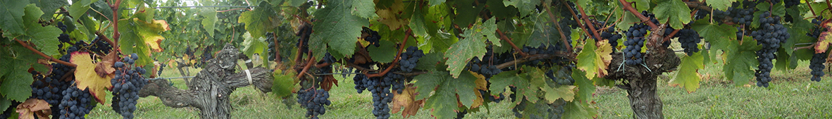 Grape harvest 2017: Château Argadens – an absolutely exceptional terroir